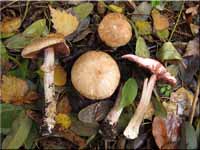 Kleiner Waldchampinon - Agaricus silvestris 