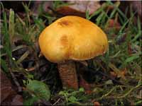 Glimmerschüppling - Phaeolepiota aurea