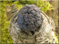 Zusammengedrängte Kohlenbeere - Hypoxylon cohaerens
