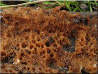 Byssoporia terrestris