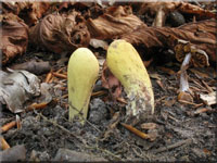 Herkuleskeule - Clavariadelphus pistillaris