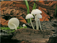 Gipsweißer Scheinhelmling - Hemimycena cucullata