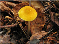 Löwengelber Dachpilz - Pluteus leoninus