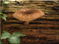 Schwarzsamtiger Dachpilz - Pluteus umbrosus 