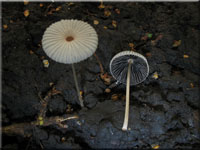 Gemeiner Scheibchen-Tintling - Coprinus plicatilis