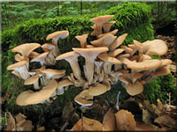 Anis-Zhling - Lentinellus cochleatus var. inolens
