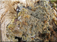 Wachsgelber Fadenstachelpilz - Mycoacia uda