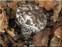 Strobilomyces strobilaceus - Strubbelkopfrhrling