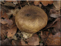 Dünnschaliger Kartoffel-Hartbovist - Scleroderma verruscosum