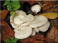 Streuliebender Trichterling - Clitocybe phillophila