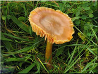 Grter Saftling - Hygrocybe punicea