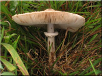 Acker-Achirmling - Macrolepiota excoriata