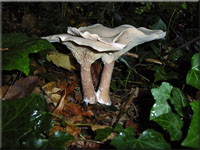 Riesentrichterling - Clitocybe maxima 
