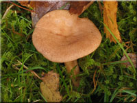 Blasser Duftmilchling - Lactarius glyciosmus 