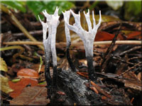 Geweihförmige Holzkeule - Xylaria hypoxylon 
