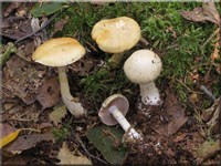 Blaublttriger Schleimkopf 