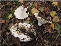 Schmalblttriger Wei-Tubling - Russula chloroides