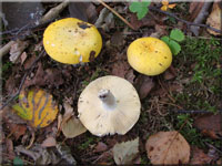 Gelber Graustiel-Tubling - Russula claroflava 