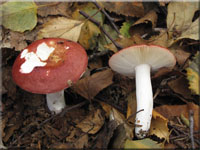 Ziegelroter Tubling - Russula velenovskyi 