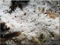 Henningsomyces puber