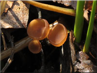 Myriosclerotinia curreyana
