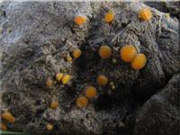 Körniger Rinderdungbecherling - Cheilymenia granulata