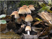 Glimmertintling - Coprinus micaceus