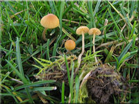 Saftlingshubling - Galerina clavata