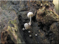 Rinden-Postament-Helmling - Mycena clavularis