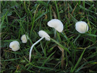 Mycena flavoalba