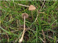 Braunschneidiger Wiesenhelmling - Mycena olivaceomarginata