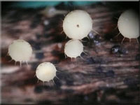 Gekrnter Stngelbecherling - Cyathicula coronata