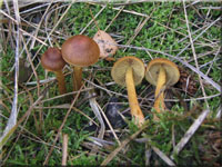 Braunhtiger Sumpf-Hautkopf - Cortinarius huronensis 