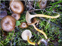 Durchbohrter Leistling - Cantharellus tubaeformis 