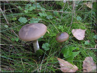 Ganzrandiger Rtling - Entoloma turbidum
