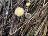 Torfmoos-Schwefelkopf - Hypholoma elongatum 