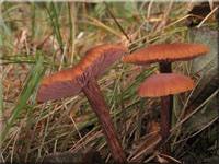 Braunroter Lacktrichterling - Laccaria proxima