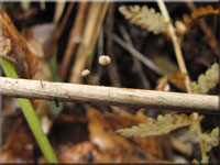 Schilfschwindling - Marasmius limosus