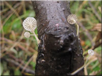 Bogenblttriger Helmling - Mycena speirea