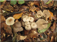 Violettlicher Schwindling - Marasmius wynnei