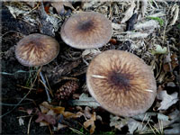 Schwarzflockiger Dachpilz - Pluteus umbrosus 