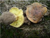 Grnling - Tricholoma equestre