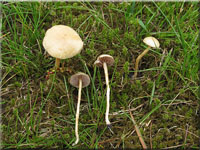 Halbkugeliger Ackerling - Agrocybe pediades 