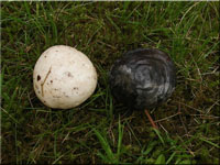 Bovista nigrescens 