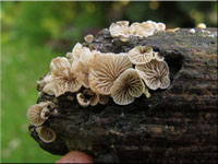 Clitopilus hobsonii 