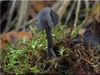 Helvella atra 