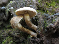 Inocybe dulcamara 