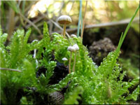 Collybia cookei 