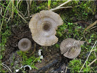 Entoloma undatum 