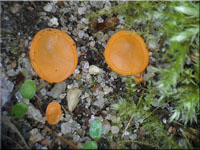 Pulvinula constellatio 